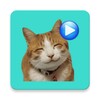 蜜桃看看